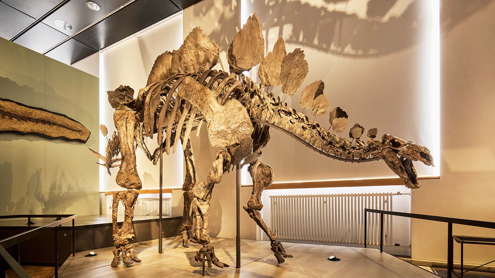 Hesperosaurus in the Natural History Museum