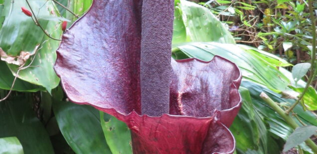 Teufelszunge (Amorphophallus konjac) – Eine Stinkpflanze, die man essen kann