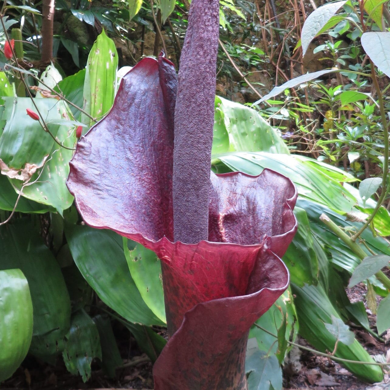 Teufelszunge (Amorphophallus konjac) – Eine Stinkpflanze, die man essen kann