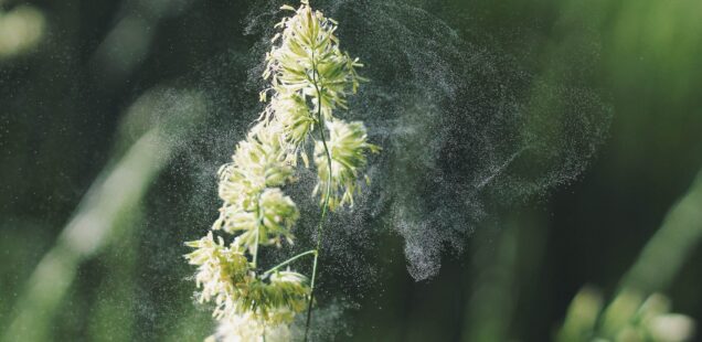 «Pollen sind zwar schön…aber auch ganz schön nervig»