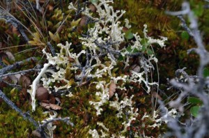 Lichen and mosses in the tundra (Photo: M. Iturrate, June 2013).