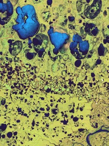 False color composite based on a subset of a Landsat 8 scene recorded on July 5, 2013 (Data:USGS).