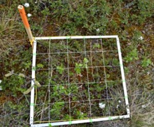 Grid used for determining species composition (Photo: M. Iturrate, July 2013).