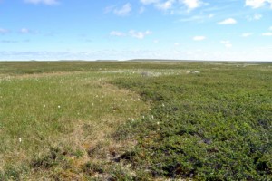 On the left a sedge (mainly Eriophorum angustifolium) patch, on the right a dwarf shrub patch dominated by Betula nana is seen (Photo: G. Schaepman-Strub, July 2012).