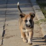 Herzensarbeit: Ein Einblick in die freiwillige Arbeit für die Hunde aus dem Casa Cainelui in Rumänien von Marianne Steiner