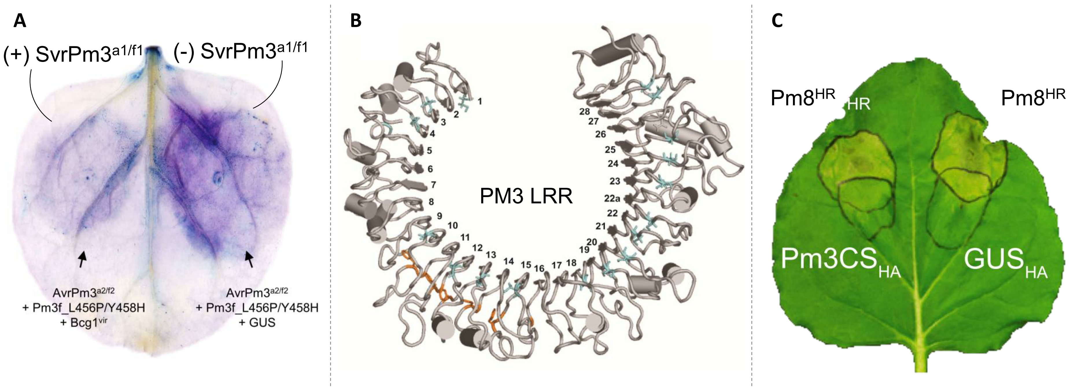 (A) Suppression of the AvrPm3a2/f2-Pm3f mediated hypersensitive cell death response (revealed by Trypan blues staining) in presence of the SvrPm3a1/f1 suppressor; (B) 3D computational modelling reveals a horse-shoe structure of the leucine-rich-repeats (LRR) region of the PM3 resistance protein; (C) Suppression of the hypersensitive cell death response mediated by the auto-activated Pm8 resistance gene in presence of the susceptible allele of the Pm3 resistance gene (Pm3CS).