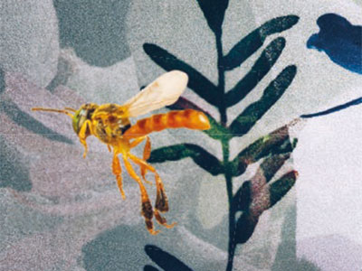 Visual der Ausstellung «Ohne Honig hast du nichts zu essen»