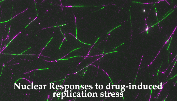Nuclear Responses to drug-induced replication stress
