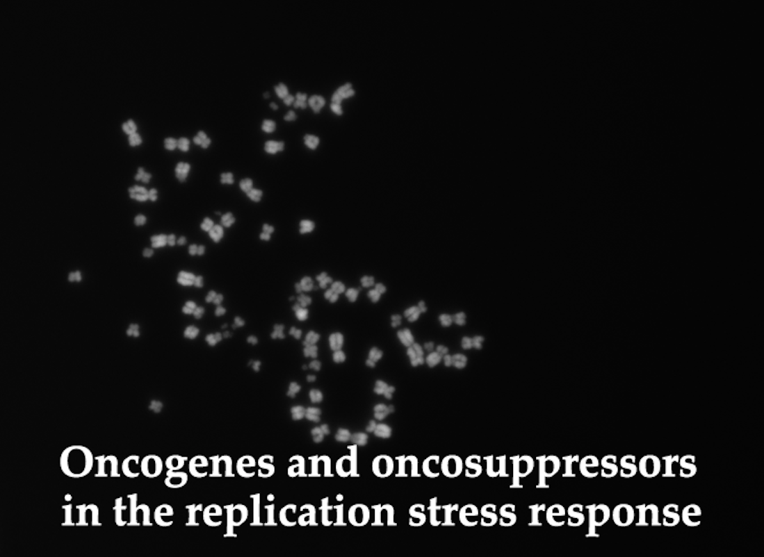Oncogenes and oncosuppressors in the replication stress response