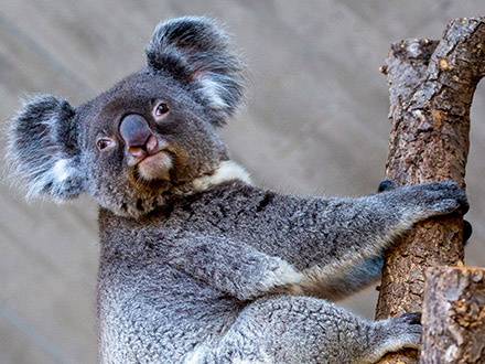 Koalabär:in