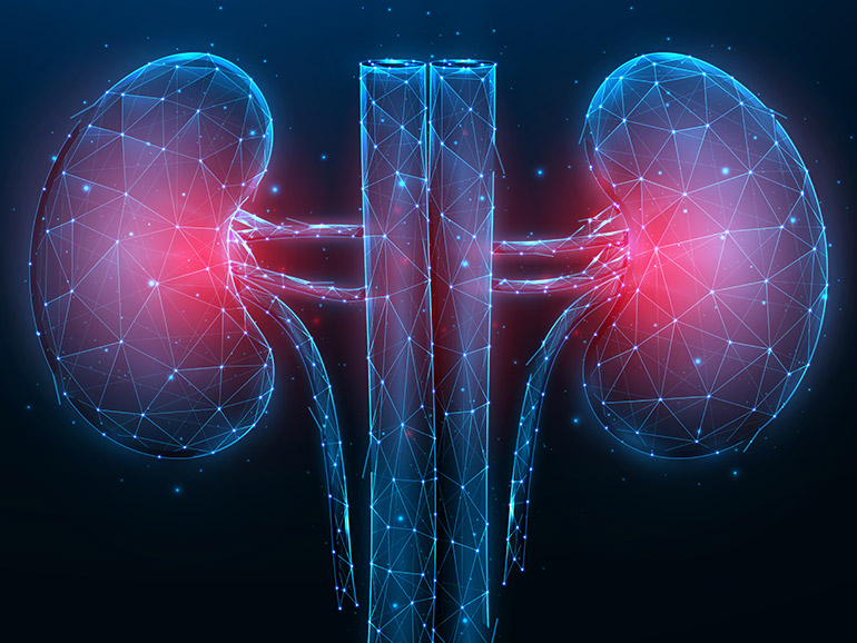 Visualization of the kidneys