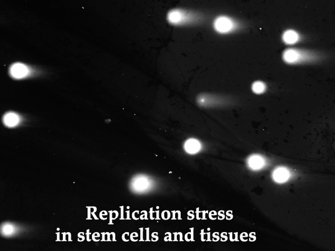 Replication stress in stem cells and tissues