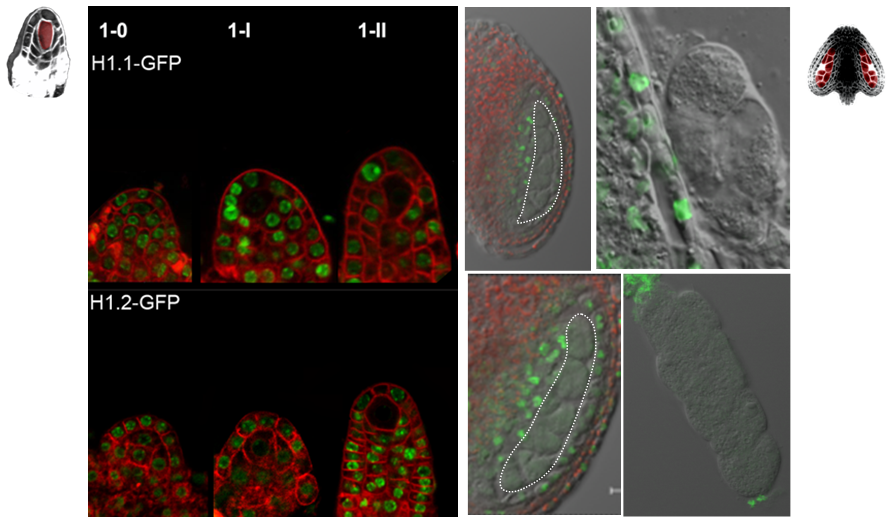 Linker histones’ dynamics during female and male sporogenesis in Arabidopsis thaliana.