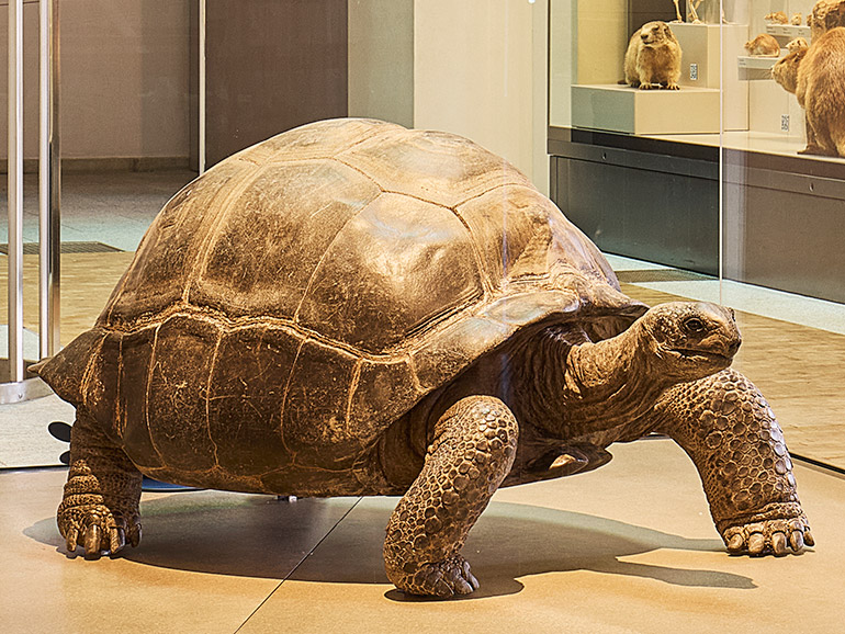 Riesenschildkröte im Naturhistorischen Museum