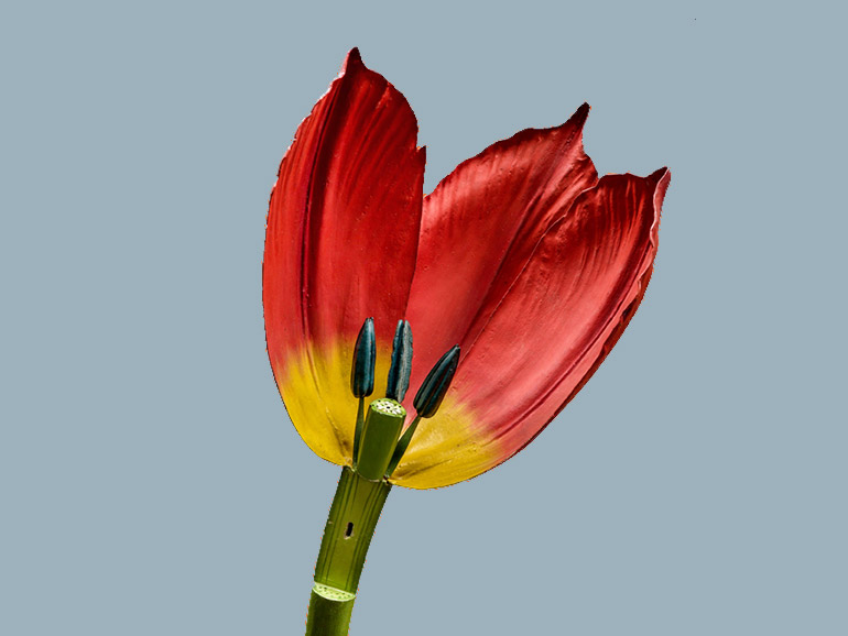 Tulpenmodell des Botanischen Museums