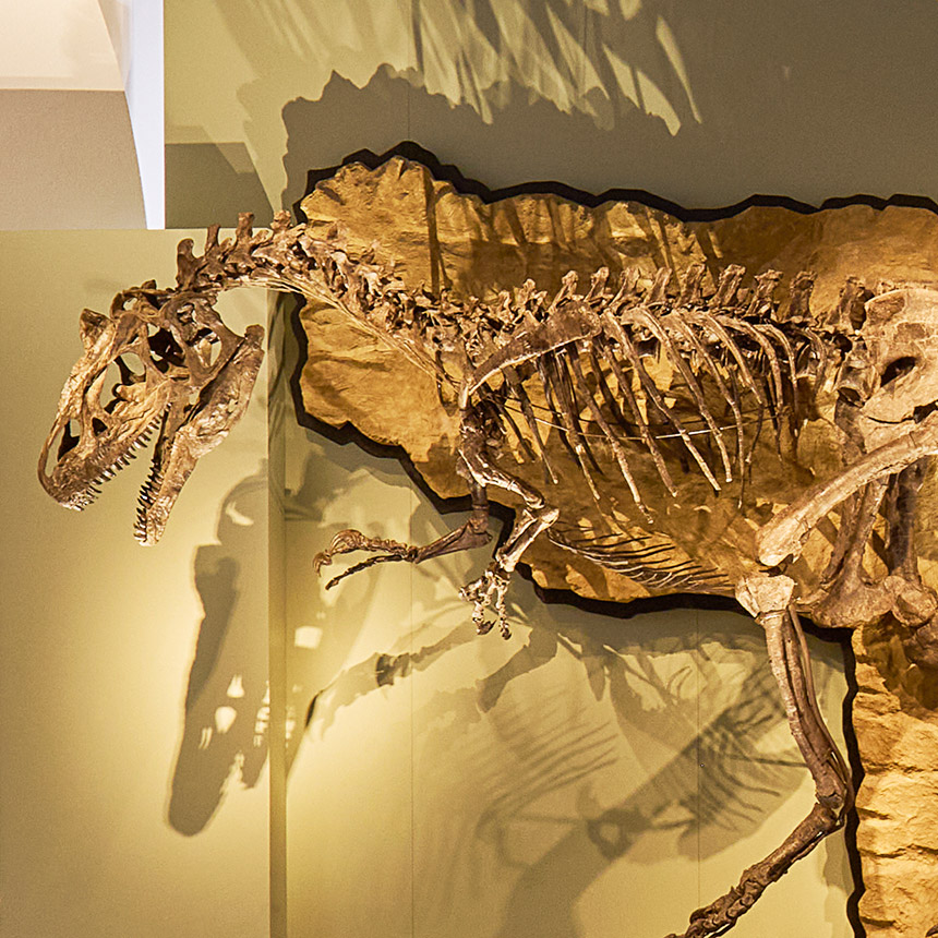Dinosaurier-Skelett im Naturhistorischen Museum