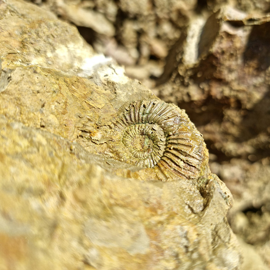 Fossilie am Monte San Giorgio